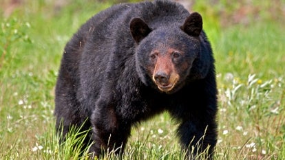 A stock image of a black bear.