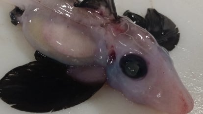 Scientists Find Baby ‘Ghost Shark’