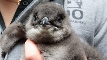 Little blue penguin chick being held