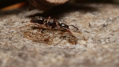 Asian Needle Ant, or Brachyponera chinensis