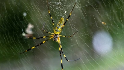Joro Spider on a web