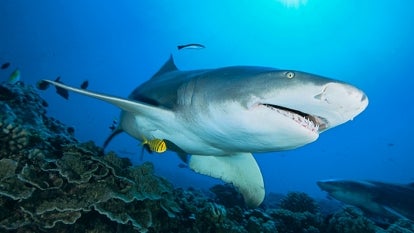 A stock image of a great white shark.