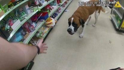 Enormous Missing ‘Marmaduke’ Dog Found Inside Store 