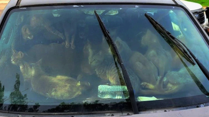 Cats cramped inside of a car from windshield view