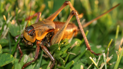 Close up image of a mormon cricket