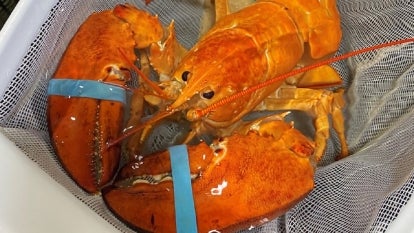 Cheddar the orange lobster.
