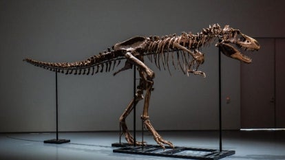 Dino Auction