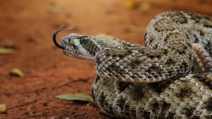 A rattlesnake with its tongue out