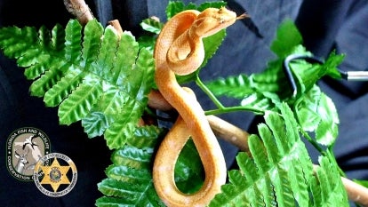 Florida Fish and Wildlife Conservation Commission