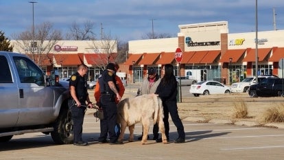 The cow was spotted roaming around an Oklahoma Olive Garden.
