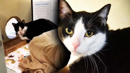 Tiktok/ Humane Society of Broward County