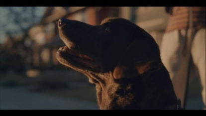Farmer's Dog Ad Earns Top Super Bowl Commercial
