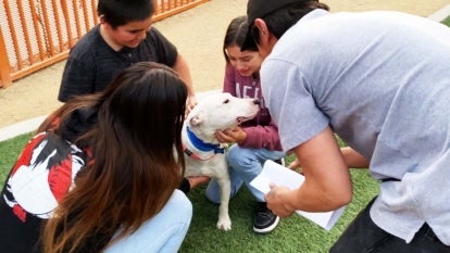 The Animal Foundation