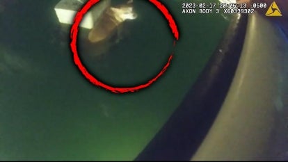 Dog Rescued After Falling Overboard at Yacht Club