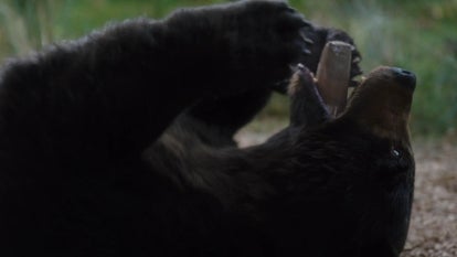 Did ‘Cocaine Bear’ Actually Happen?