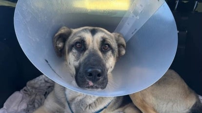 Dog sitting in back of car with a cone around it's neck