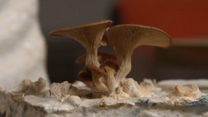Fungus