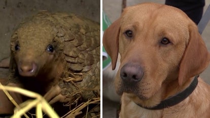 Dogs Will Fight the Smuggling of Critically Endangered Pangolins