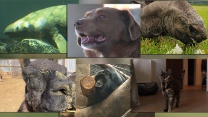 These Are the World’s Oldest Living Animals 