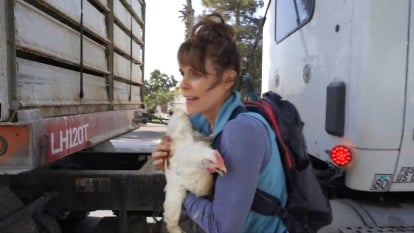 ‘Baywatch’ Star Goes on Trial After Taking Chickens