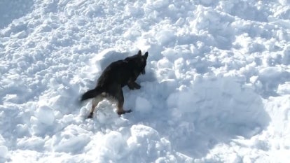 UPDATE Avalanche Dog