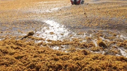 What Is This Giant Mysterious Blob Headed to Florida?