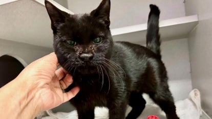 Animal Care Centers of NYC