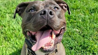 Bridgeport Animal Rescue Crew