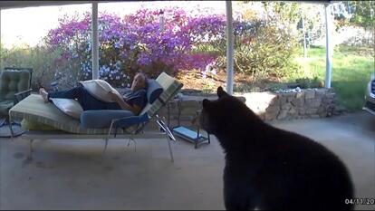 Massive Black Bear Ruins Homeowner’s Relaxation Time