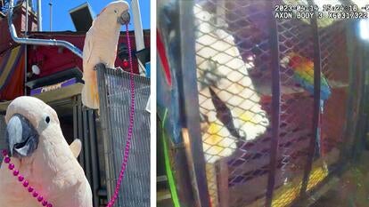 Atlanta Police Dept./R. Thomas Deluxe Grill