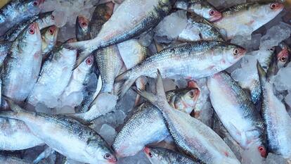 A bunch of frozen hilsa fish