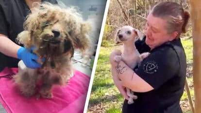 Dorchester Paws/Facebook