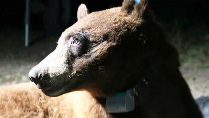 National Park Service