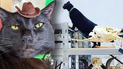 Instagram/Sir.Indiana.Bones