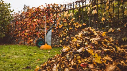 A stock image of a lawn covered in leaves.