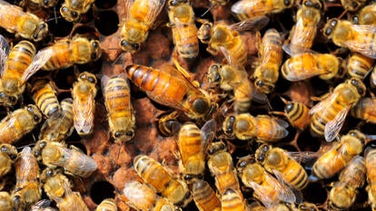 Queen bee and bees work in hive with honey 