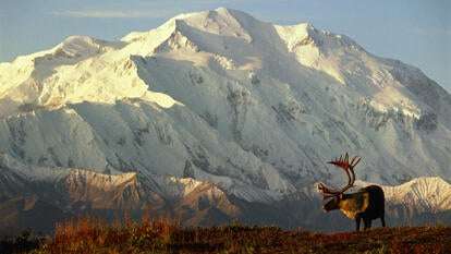 A stock image of Denali National Park.
