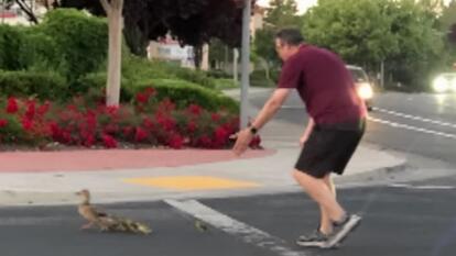 Casey Rivara guarding ducks as they cross the street