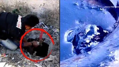 Clinica Veternaria Puppies Vet/Animal Aid