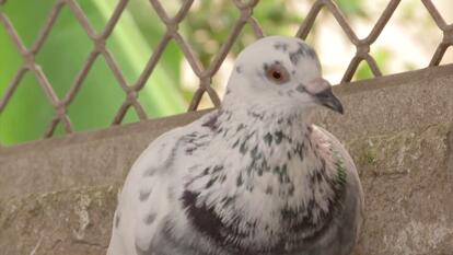 Why the Carrier Pigeon Industry Is Thriving in India