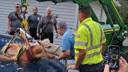 Horse Lifted by Crane Out of Backyard Pool
