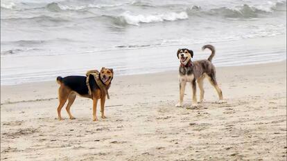 Dog Beach
