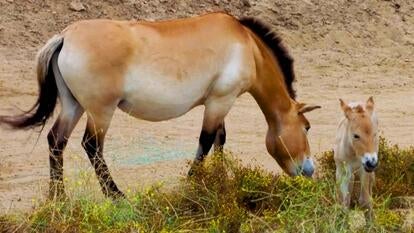 San Diego Zoo Wildlife Alliance