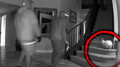 Surveillance of 2 burglars standing, one of them holding a can of mace, and a small white dog standing on the stairs