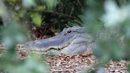 alligator sites by the water