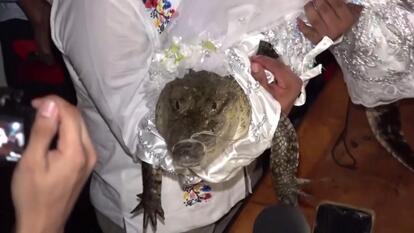 Mexican Mayor Ties the Knot with Alligator