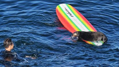 ‘Feisty’ Sea Otter Steals Surfboard Away From Surfer