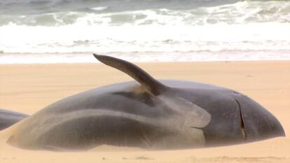 50 Whales Die After Washing Ashore 