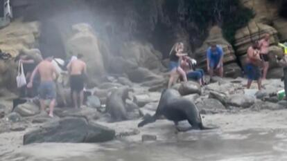 Beachgoers Flee as Sea Lion Charges Out of Water