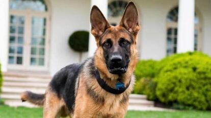 Is President Biden's Dog Facing Eviction From White House?